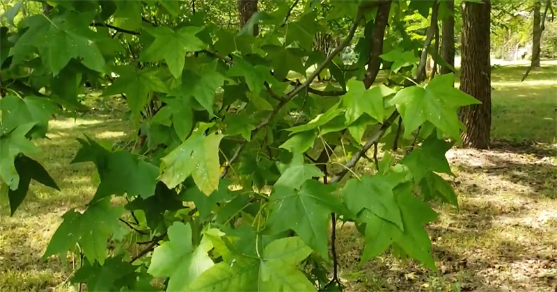 Leaves of a sweetgum tree