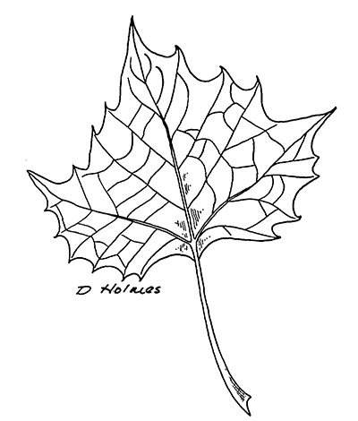 Line drawing of a sycamore leaf