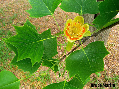 Tulip tree leaves and flower - photo by Bruce Marlin