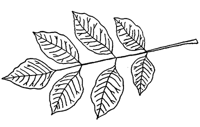 Line drawing of a white ash leaf