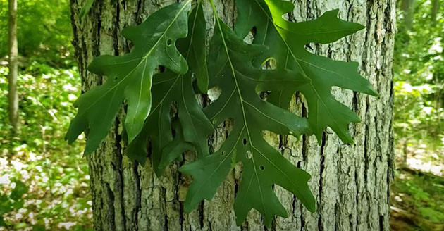 White oak leaves