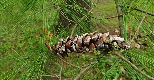 Eastern white pine cones and needles