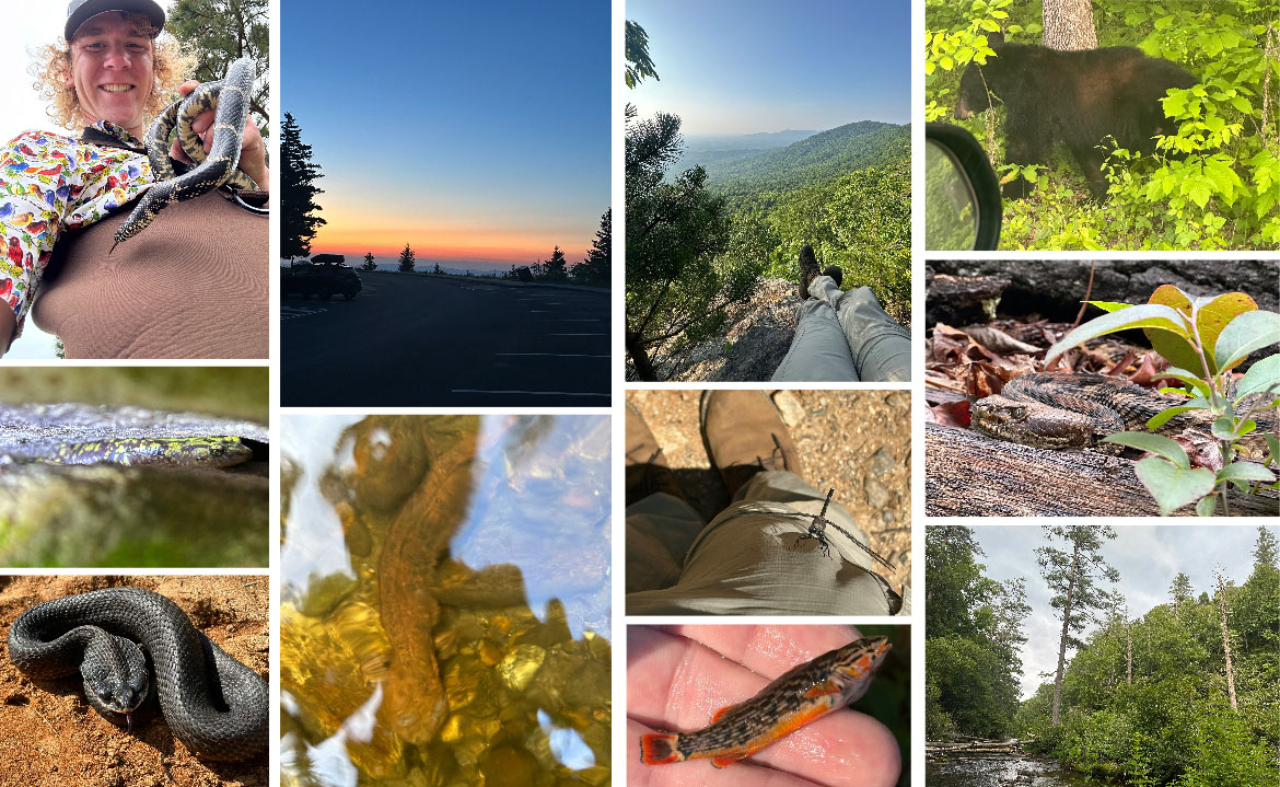 Row 1 (Left to Right): Lucas Wilson holding an eastern kingsnake; a view of Clingmans dome; Bat Cave, North Carolina; an American black bear. Row 2: a Hickory Nut Gorge green salamander; a grey petaltail dragonfly; a timber rattlesnake. Row 3: An eastern hognose snake; an eastern hellbender salamander; a redline darter; a view of the Chattooga River. 