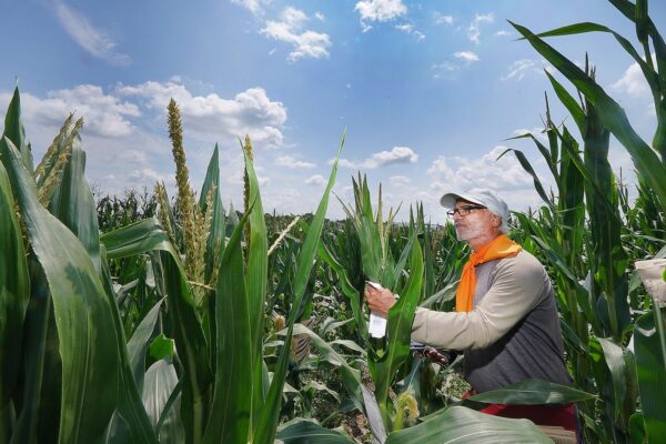 man in corn field