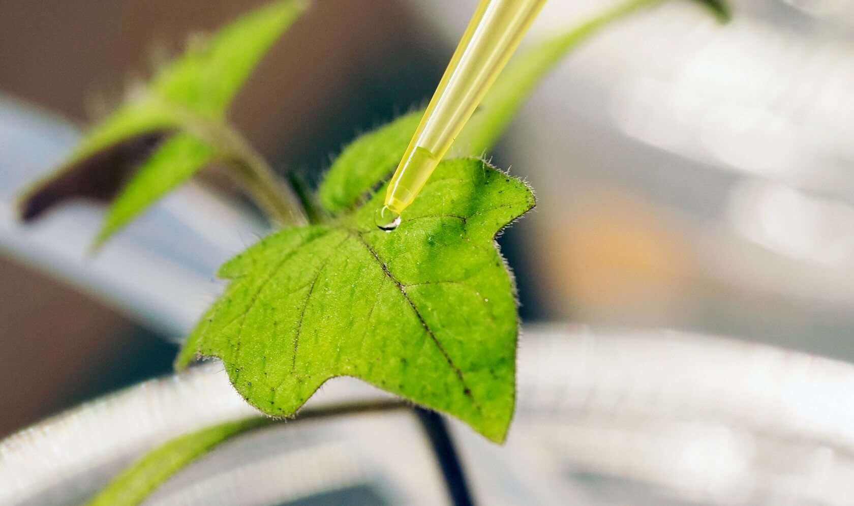 close up of plant