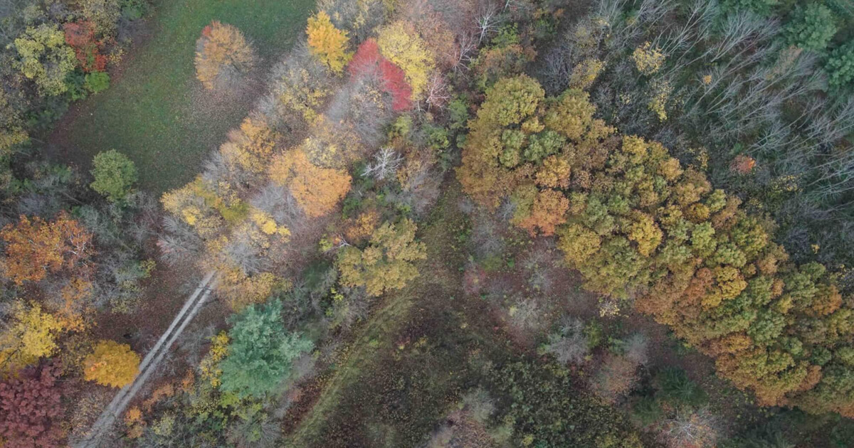 Trees