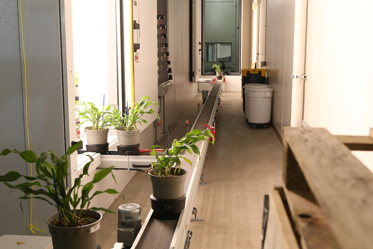 plants