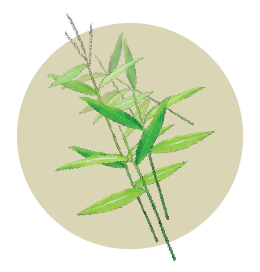 Japanese Stiltgrass
