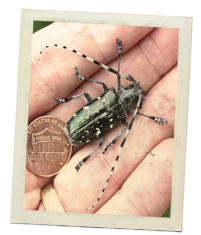A polaroid style photo of an Asian longhorned beetle. The beetle rests in a human hand. It has a penny next to it. The beetle is about the size of two pennies. The beetle is black with white spots and has antenna longer than its body.