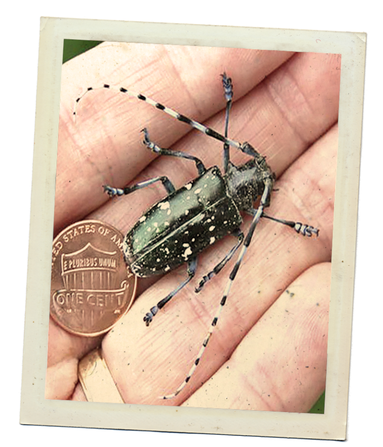 Asian Longhorned Beetle | Purdue University Report Invasive Species