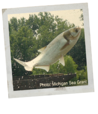 A Polaroid style image of a jumping Asian carp. The fish is silver.