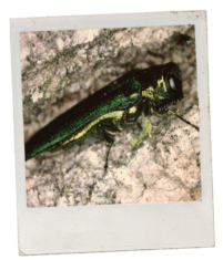 A Polaroid style photo of an emerald ash borer. The emerald ash borer stands on brown bark. The ash borer is bright green and metallic.