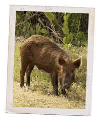 A Polaroid style photo of a feral hog. The hog is standing in a field. The hog is brown with coarse hair.