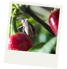 Brown marmorated stink bug feeding on a red pepper plant.
