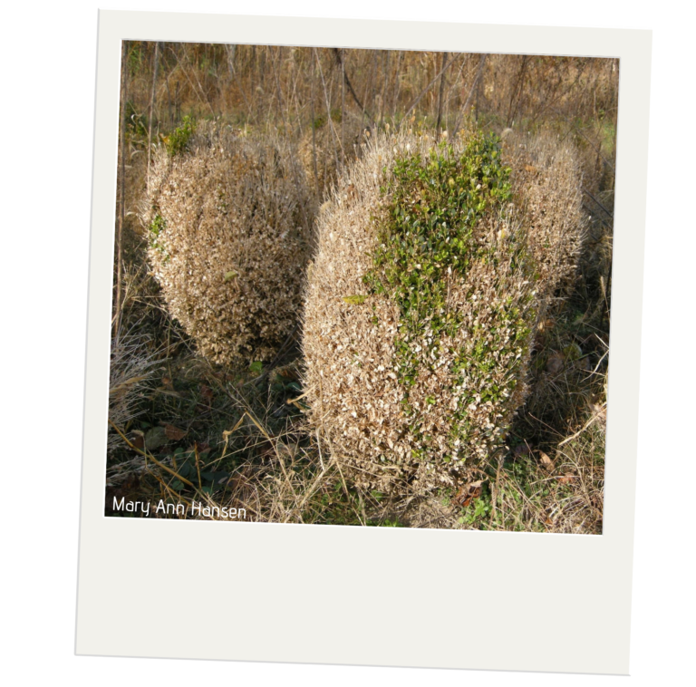 Boxwood Blight Purdue University Report Invasive Species