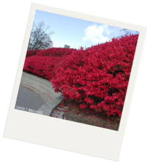 A row of planted burning bushes next to a road. The bushes have bright red leaves.