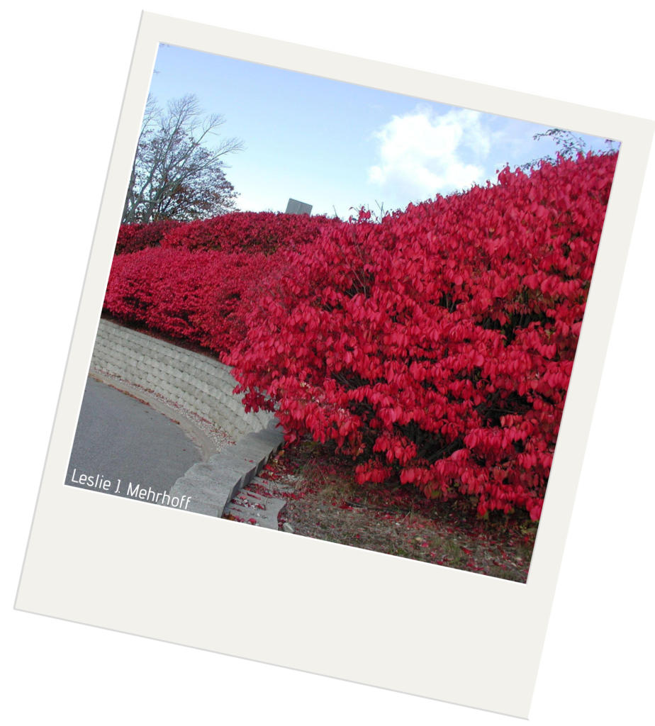 Burning Bush Purdue University Report Invasive Species