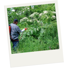 The edge of a forested area. There is a man with a red spraying device that he is using to spray some of the edge plants. One of the plants is taller than the man. It has large leaves and flowers larger than his head. The flowers are made of smaller individual flower clusters much like queen Ann's lace.