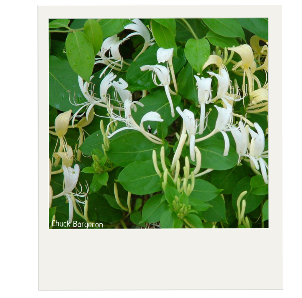 Invasive Honeysuckles Purdue University Report Invasive Species