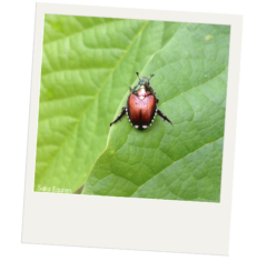 A Japanese beetle resting on a green leaf. The beetle is copper colored with black legs, white tufts on the edge of its body, with a green metallic head.