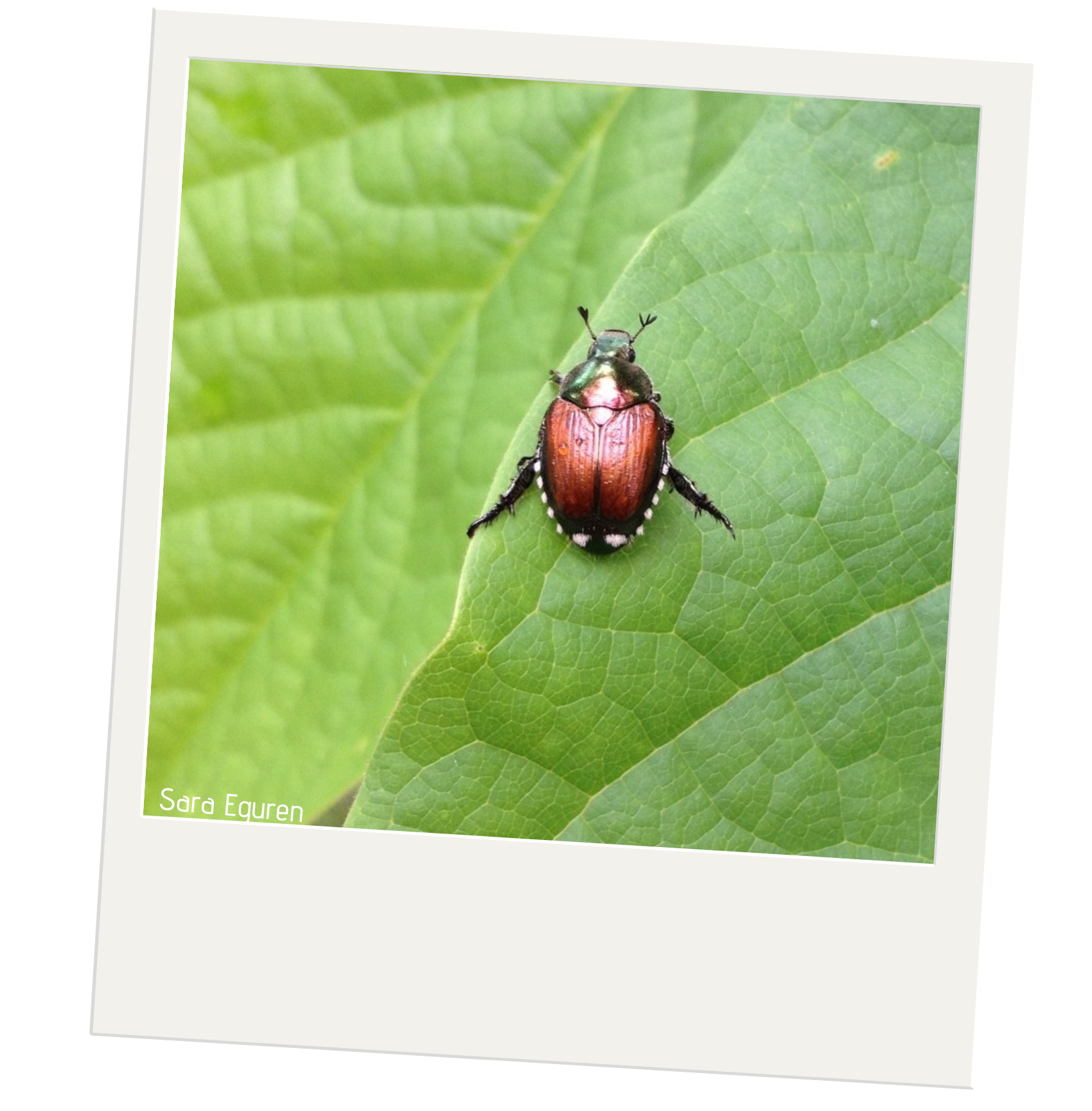 japanese-beetle-purdue-university-report-invasive-species