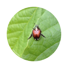 A Japanese beetle resting on a green leaf. The beetle is copper colored with black legs, white tufts on the edge of its body, with a green metallic head.