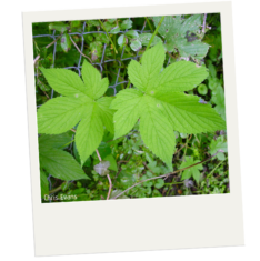 Two leaves are in the center of the image. The leaves are light bright green. They have a similar shape as maple leaves. In the background are more of the same leaves as well as a few other plants.