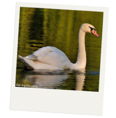 A mute swam swimming on a lake. The swan is white. Its beak is bright orange and is outlined in black. A patch of the black outline connects to the bird's black eyes.