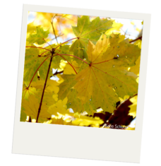 Close up of several maple leaves. The leaves closest to the front of the image are attaches to a thin brown stem. The leaves have red stems and veins. The tissue of the leaves is yellow with brown and green spots. The tissue has holes in it.