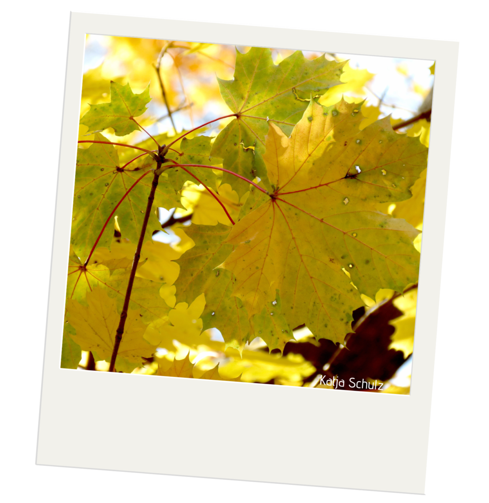 Norway Maple Purdue University Report Invasive Species