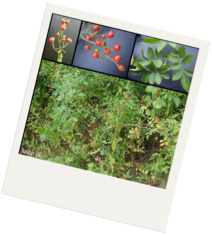 There is a larger image and three smaller images in the top left hand corner. The larger image shows a dense patch of small green plants. One of the plants has thorns and red berries. The first of the smaller images shows brnaching green stems with red berries on top from the side. The second image shows the same type of branching green stem with red berries that have small black circles on top. The final image shows leaves of the plant. The leaves are ovals with points on either end. They are attached opposite to each other on the plant with one single leaf at the end.