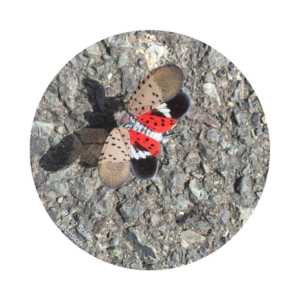 An adult spotted lanternfly on bark. The lanternfly has its wings flaired open. The forwings are speckled and brown. The hindwings are bright pink and black. The bark is grey-brown.