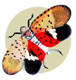 Stylized spotted lanternfly flying in a brown circle.