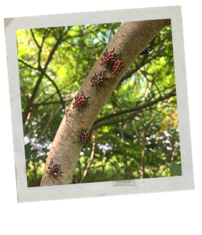 Polaroid picture of spotted lanternfly nymphs on a branch. The lanternfly are bright pinkish red with white and black spots and black legs.