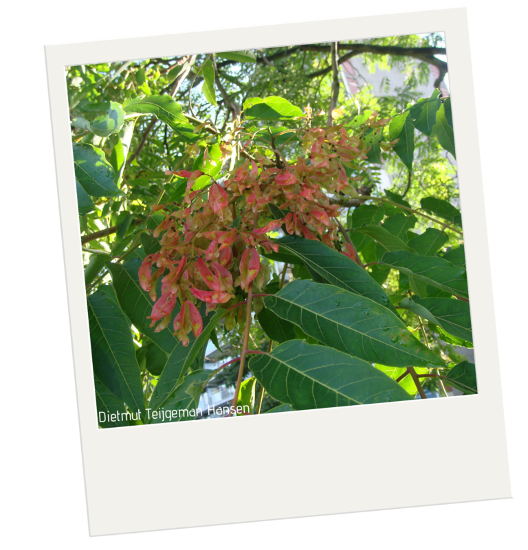 Tree of Heaven Purdue University Report Invasive Species