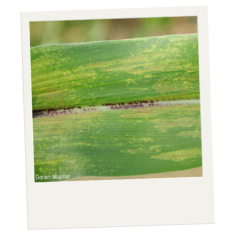 Bright green corn leaf with scattered patches of yellowing. There are dark brown-red spots along the central vein.