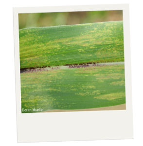 Bright green corn leaf with scattered patches of yellowing. There are dark brown-red spots along the central vein.
