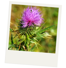 A close up of a thistle plant. The thistle has sharp spikes of green leaves. The flower is a light purple tuft.
