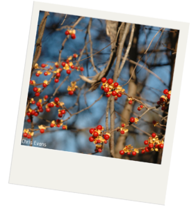 Bittersweet in winter. the bittersweet branches do not have leaves but still retain their bright red berries with yellow coverings.