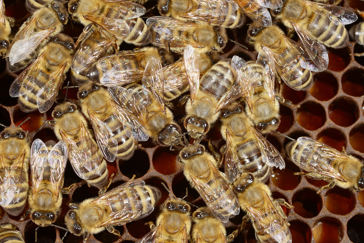 Repeatable pipeline for bee genomics research