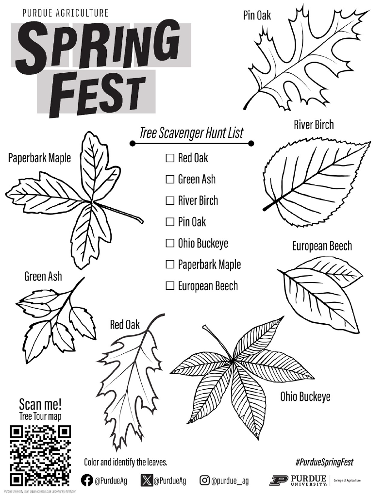 Tree Scavenger Hunt List activity page with images of local leaves
