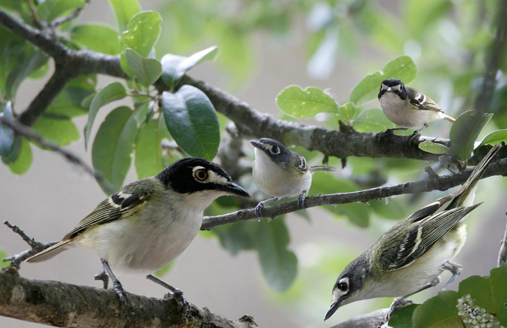 Black_Capped_Vireo_From_The_Crossley_ID_Guide_Eastern_Birds (1)