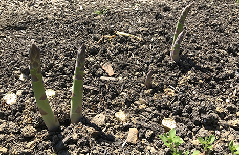 Asparagus spears emerging from soil