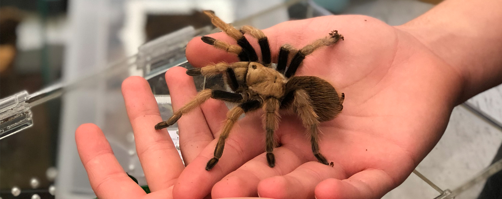 sophomore brings pet tarantulas to campus