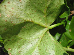 Oedema on ivy geranium leaf.