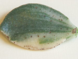 Oedema on variegated jade plant leaf.