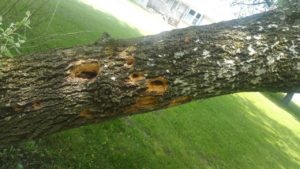 Tree with holes