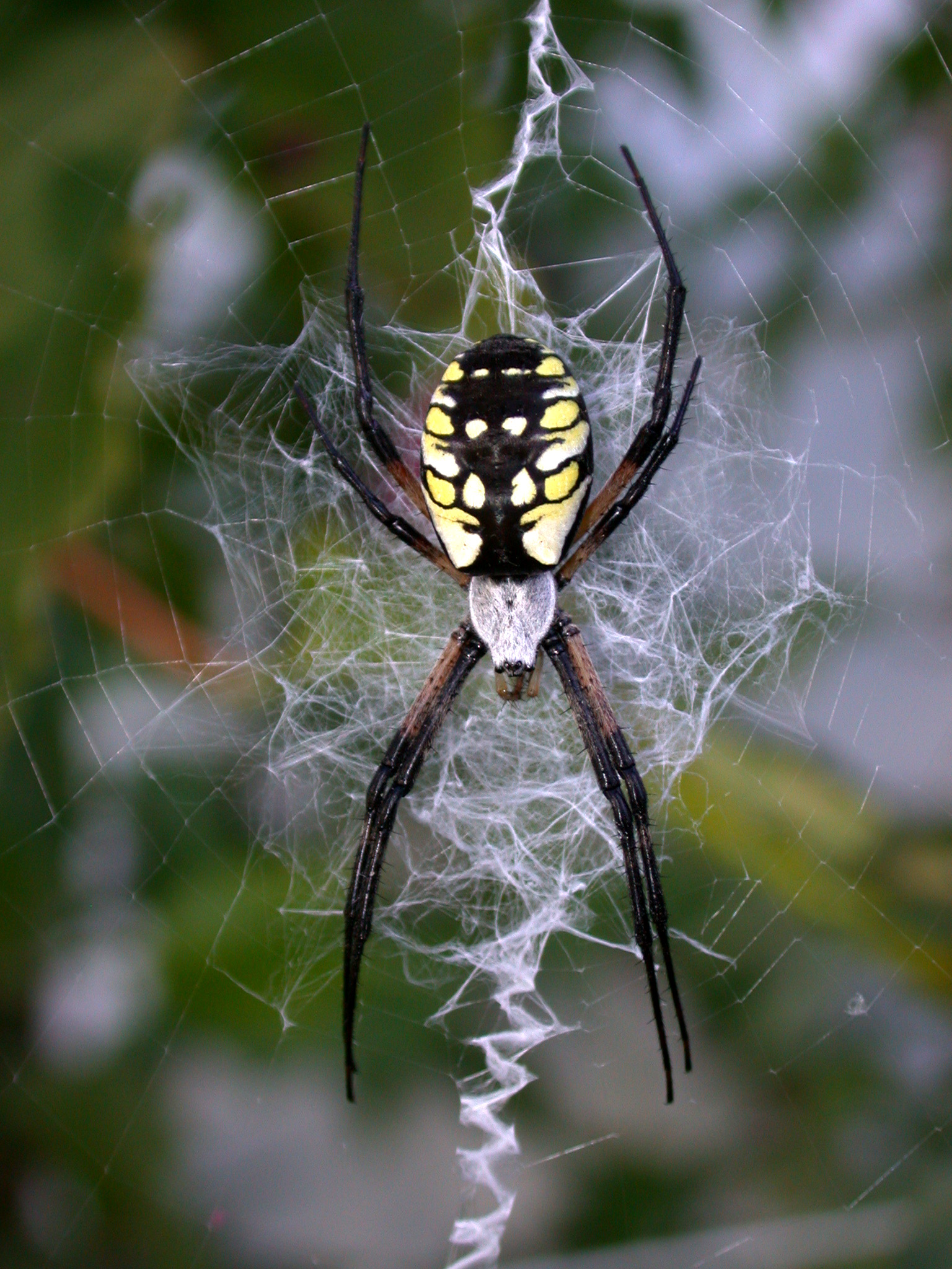 У какого паука черная паутина. Паук Badumna insignis. Бражник крестовик. Черный паук. Паук городской.