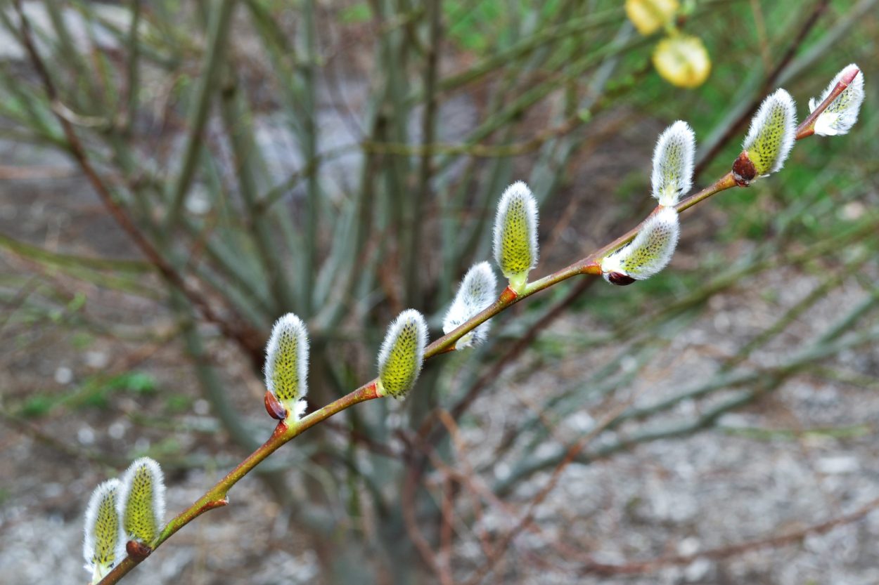 Salix Discolor Pussy Willow