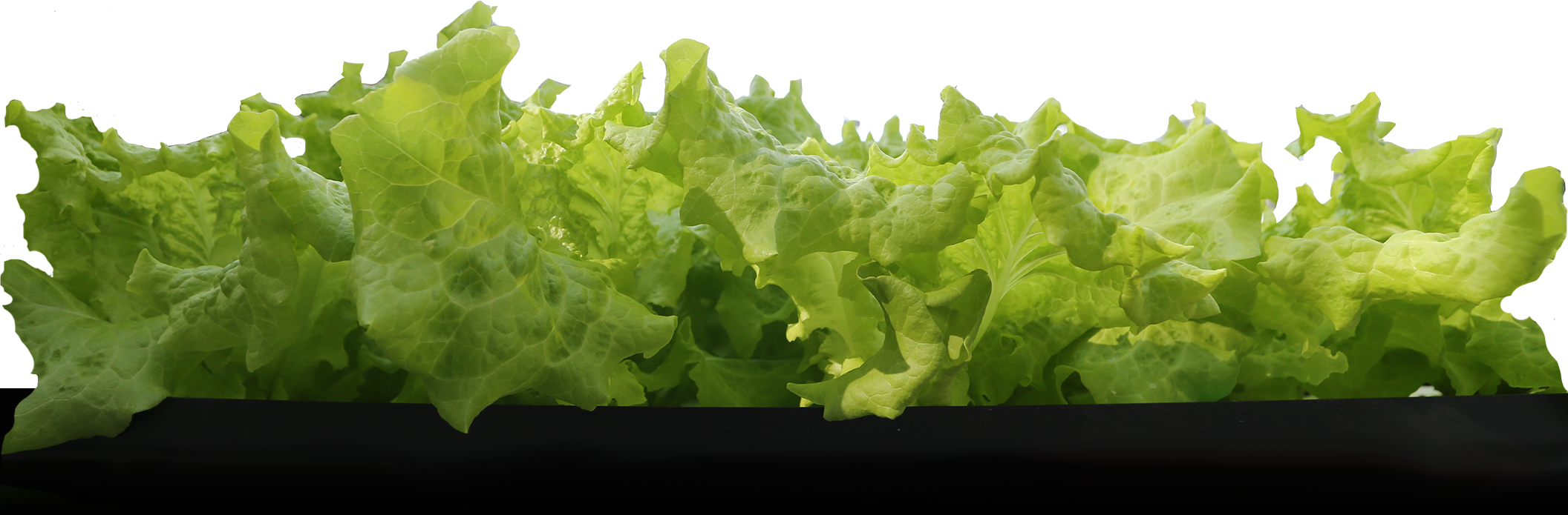 A row of leaf lettuce